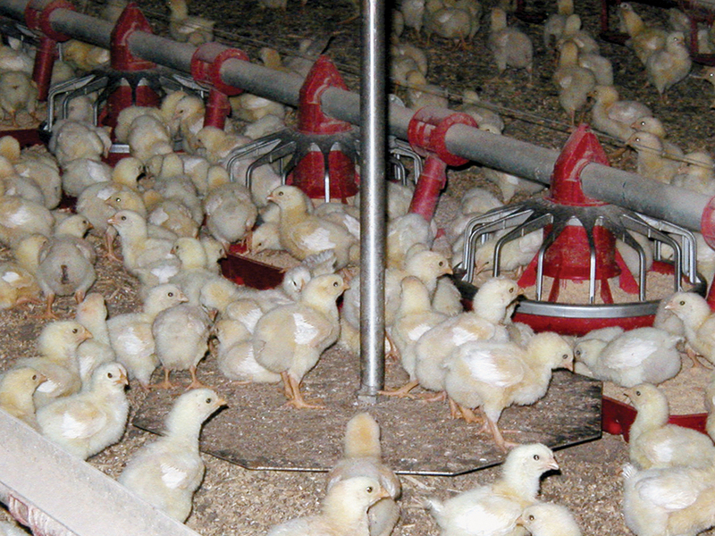 CHORE-TIME® Bird Scale for Broilers - Chore-Time