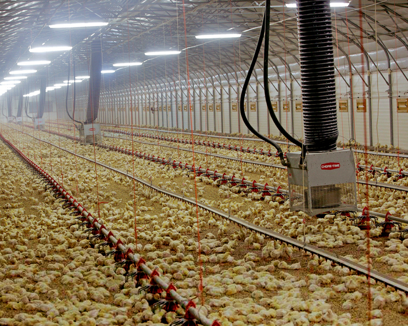 CUBO® Air Destratifying System for Turkeys - Chore-Time