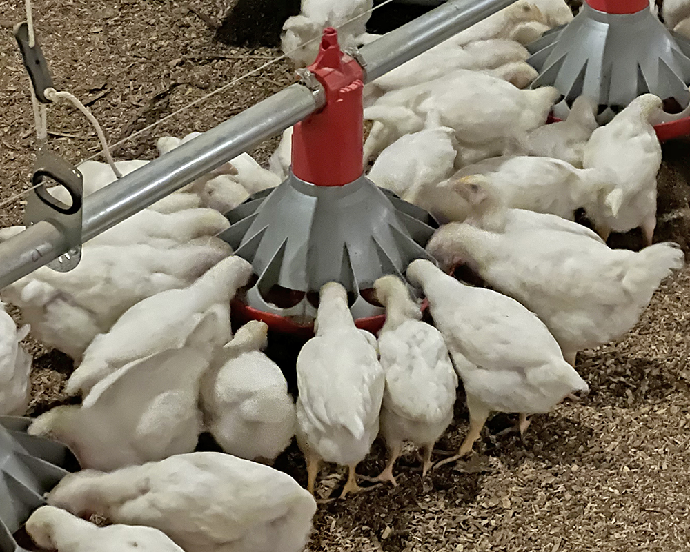 Chore-Time KONAVI® Index Pullet Feeder