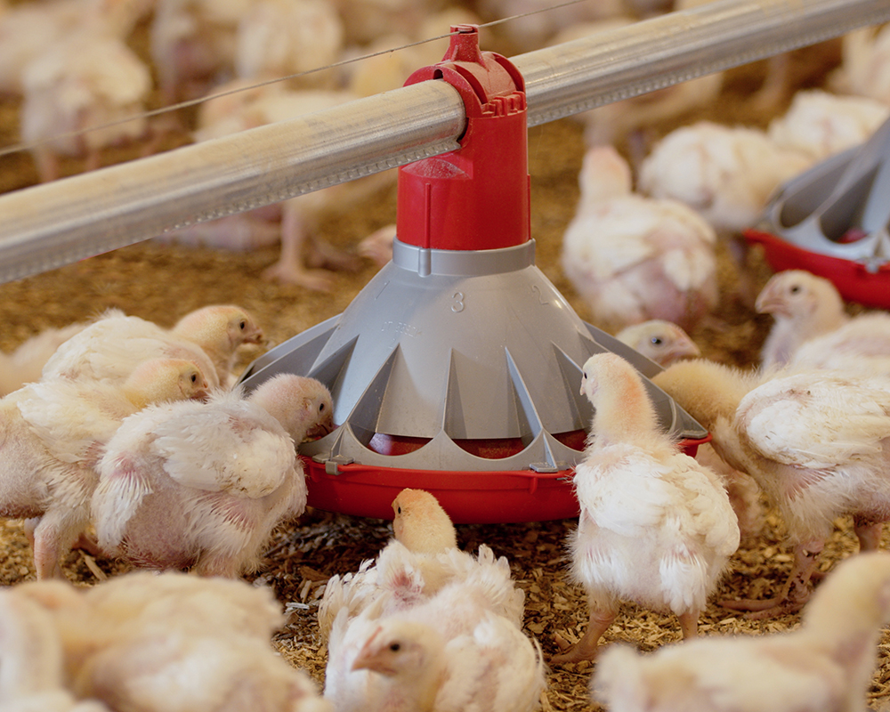 Chore-Time KONAVI® Index Pullet Feeder