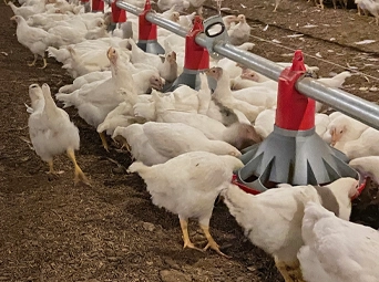 CHORE-TIME® VALEGO™ Nest System with GENESIS® Layer Feeder