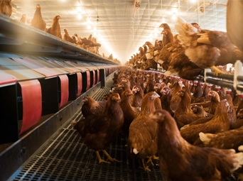 CHORE-TIME® VALEGO™ Nest System with GENESIS® Layer Feeder