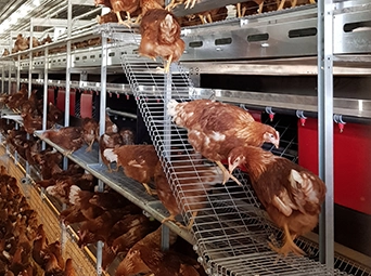 CHORE-TIME® VALEGO™ Nest System with GENESIS® Layer Feeder