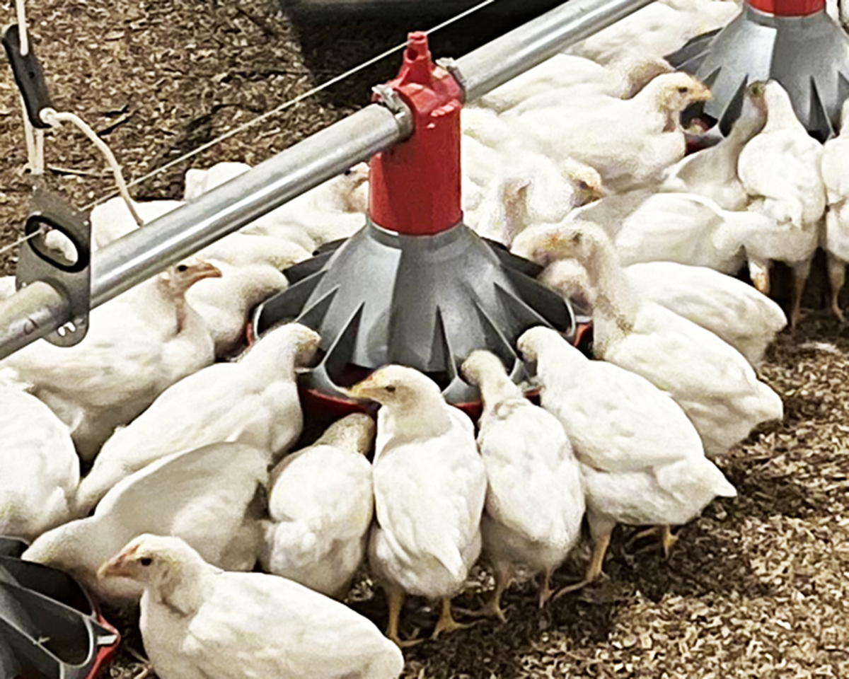 CHORE-TIME® KONAVI® Pullet Feeder