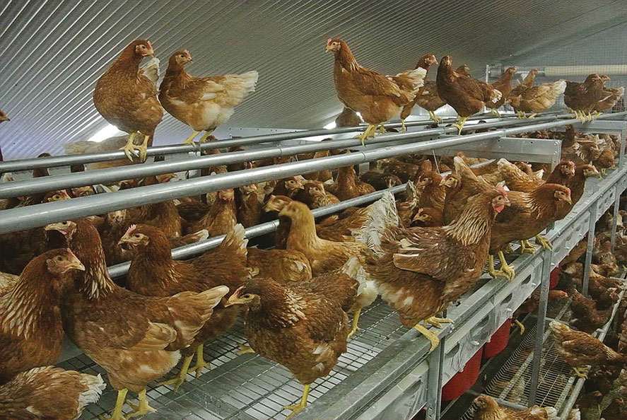 Pullet Rearing System