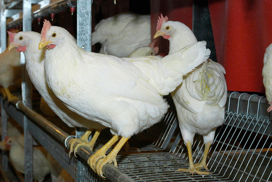 Aviaries and Nests