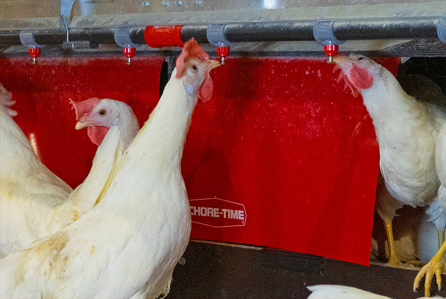 Feeding and Drinking Systems