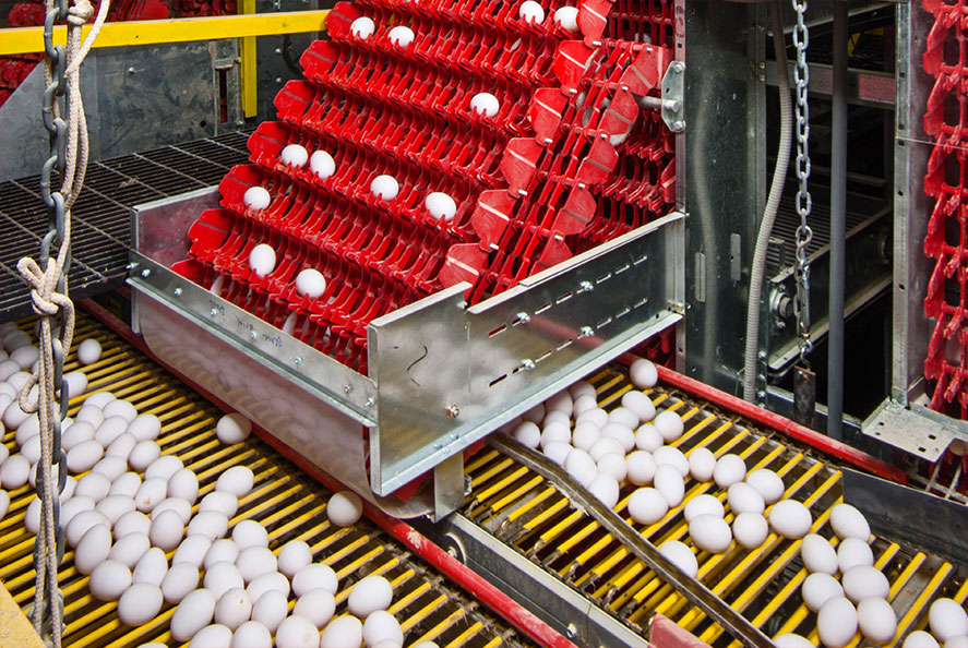Egg Handling and Conveying