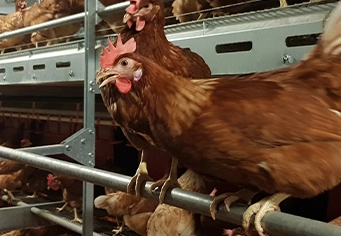 CHORE-TIME® VALEGO™ Breeder Nests with Plastic Slats