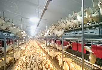 CHORE-TIME® VALEGO™ Breeder Nests with Plastic Slats
