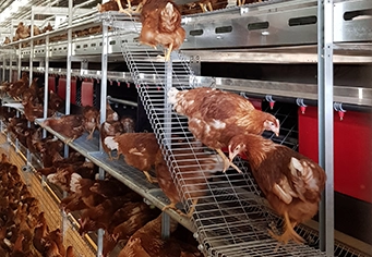 CHORE-TIME® VALEGO™ Breeder Nests with Plastic Slats