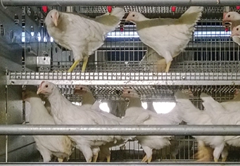 CHORE-TIME® VALEGO™ Breeder Nests with Plastic Slats
